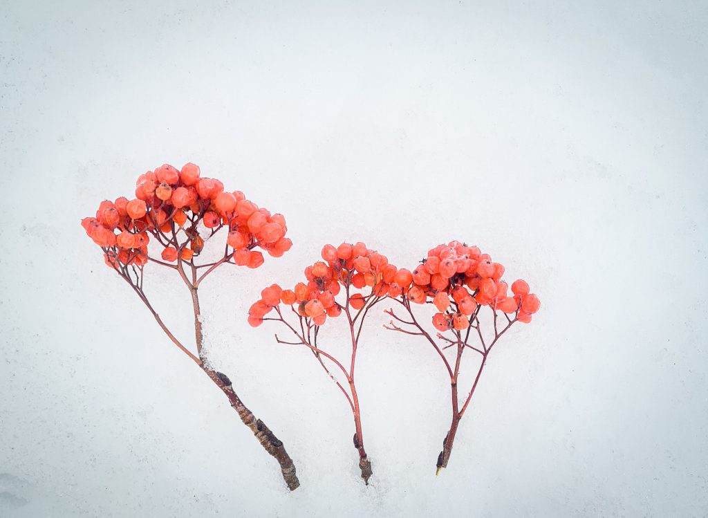 Tre rönnbärsklasar på snö.